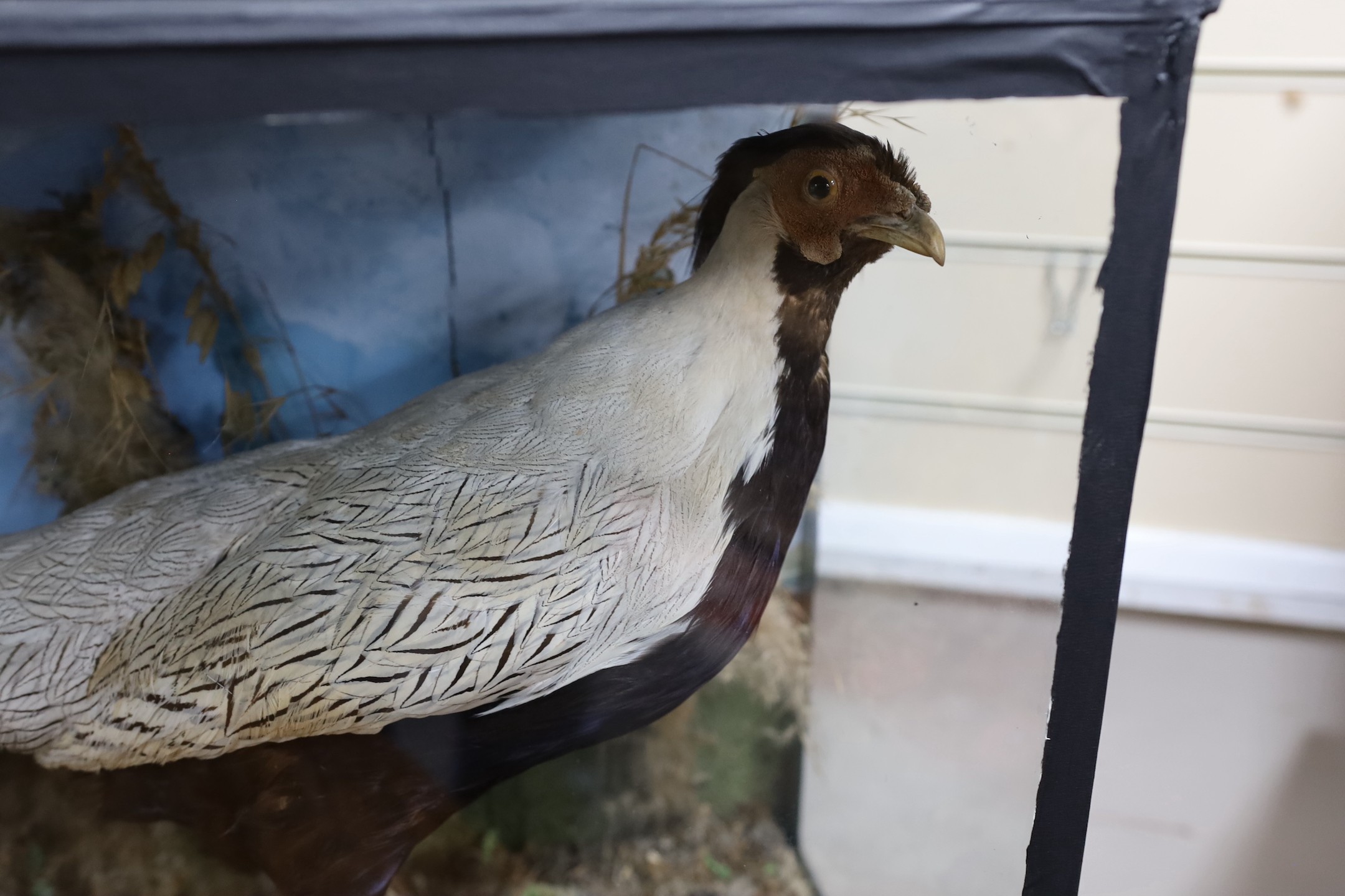 A cased Silver Pheasant, 75 cms x 46cms